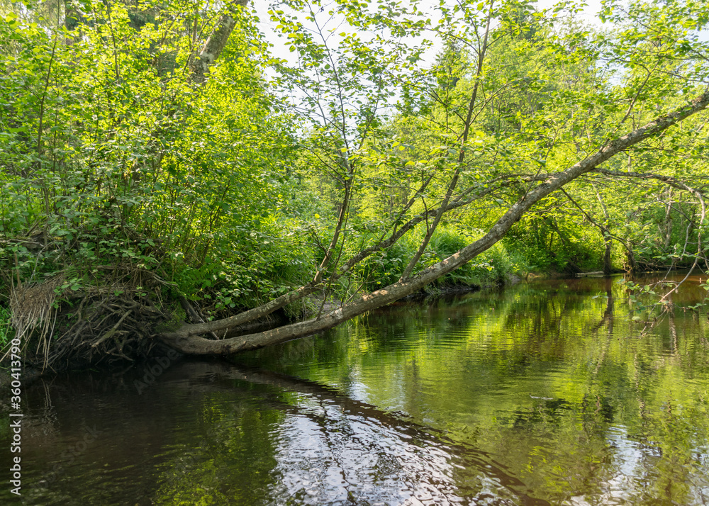 a small brown river, trees fall into the water, low river calm,.summer forest river reflection landscape.. a small brown river, trees fall into the water, low river calm,.summer forest river reflection landscape..
