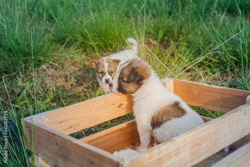 Thai Bangkaew Dog Puppies are in the wooden box on the grass photo