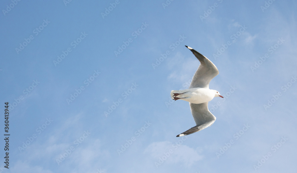 Seagull bird flying over a blue sky. Seagull bird flying over a blue sky.