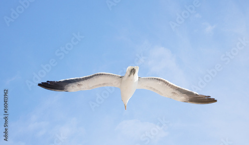 Blackbacked Gull bird flying over a blue sky.