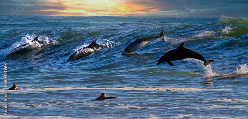 Photography Dolphins surfing big waves at Rincon point in California