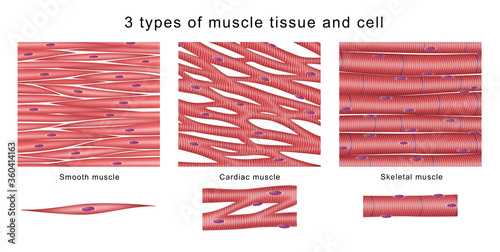 3 types of muscle tissue and cell photo