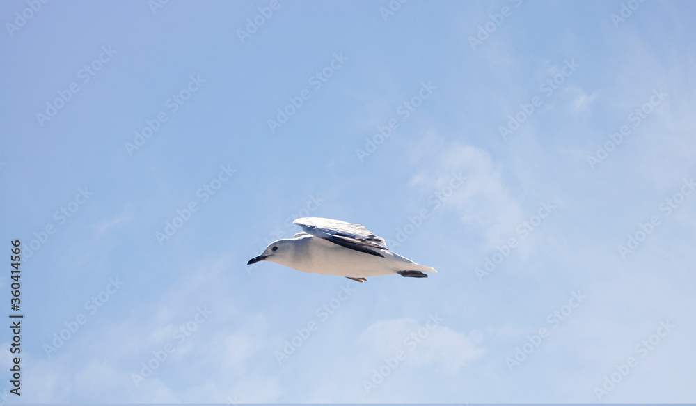 Fototapeta premium Seagull bird flying over a blue sky.