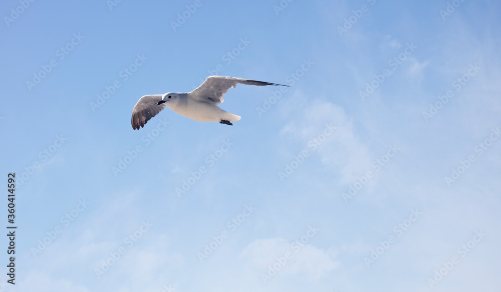 Obraz premium Seagull bird flying over a blue sky.