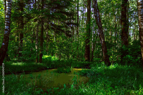 Boggy taiga forest photo