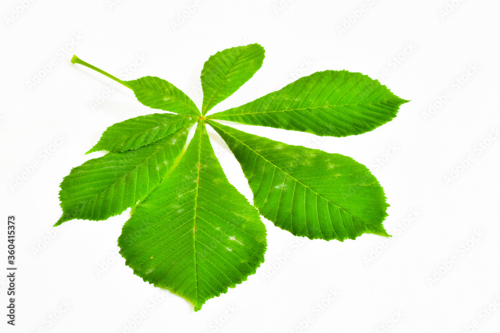 Chestnut leaf isolated on white background. Nature concept. Chestnut leaf isolated on white background. Nature concept.