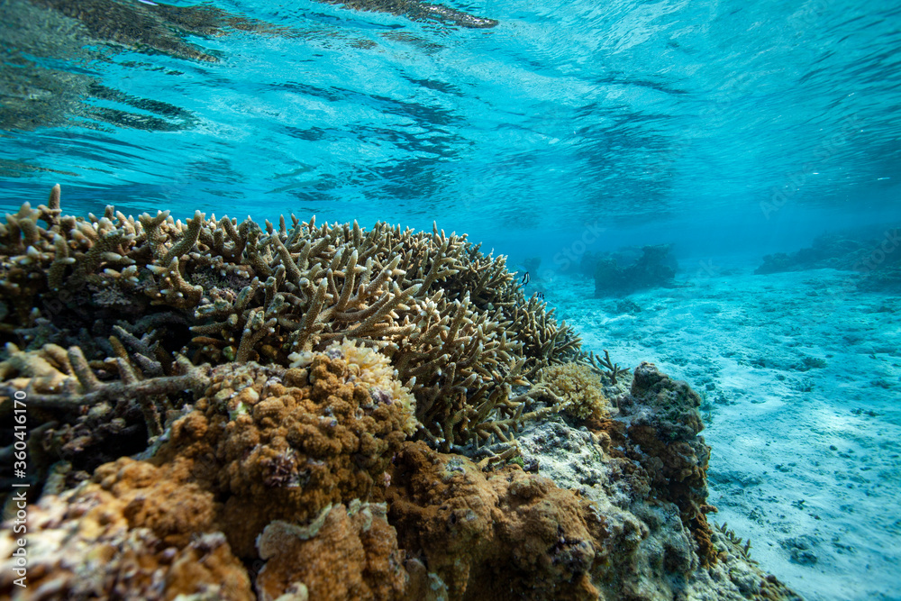 coral reef in saipan