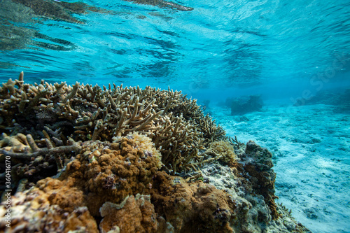 Fototapeta Naklejka Na Ścianę i Meble -  coral reef in saipan