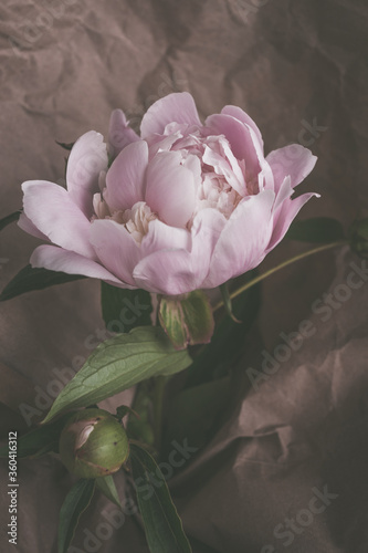 Fototapeta Naklejka Na Ścianę i Meble -  beautiful delicate light pink peonies flower on paper background close up