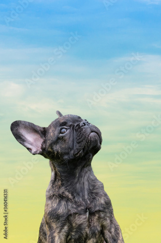 Fototapeta Naklejka Na Ścianę i Meble -  An adorable brown and black brindle French Bulldog Dog, looking up at something, against a dramatic sky background, composite photo