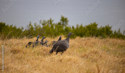 Teenage keet and his Helmeted Guineafowl family overlooking the ocean in a dry grassland.