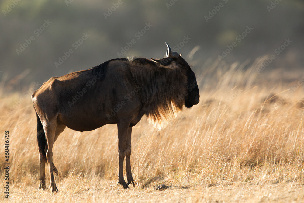 Wildebeest in the grassland of Masa Mara, a backlit image Wildebeest in the grassland of Masa Mara, a backlit image
