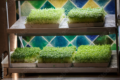 two floor shelves with small bright green micro green edible sprouts grown indoors under a white light lamp