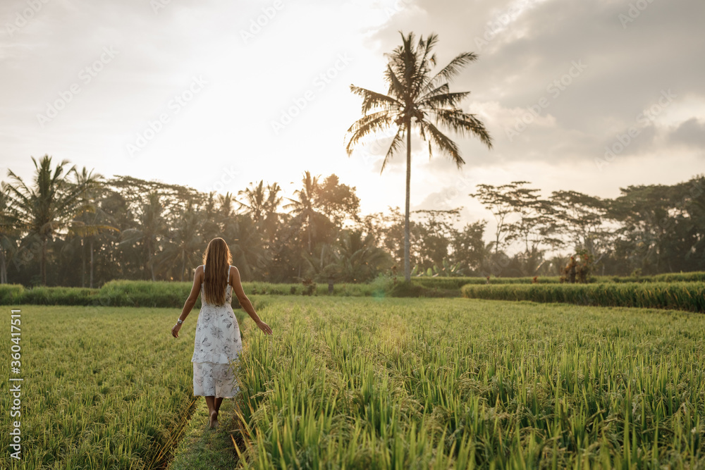 Fototapeta premium Back view young torist woman walking among rice field during sunset, foward t the palm tree. Vacation and travel Bali concept