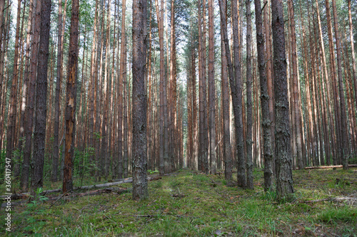 filled frame shot of endless rows of conifer pine trees trunks in a deep forest with broken branches, dry dead leaves and bright green grass. Shot in a Russian forest