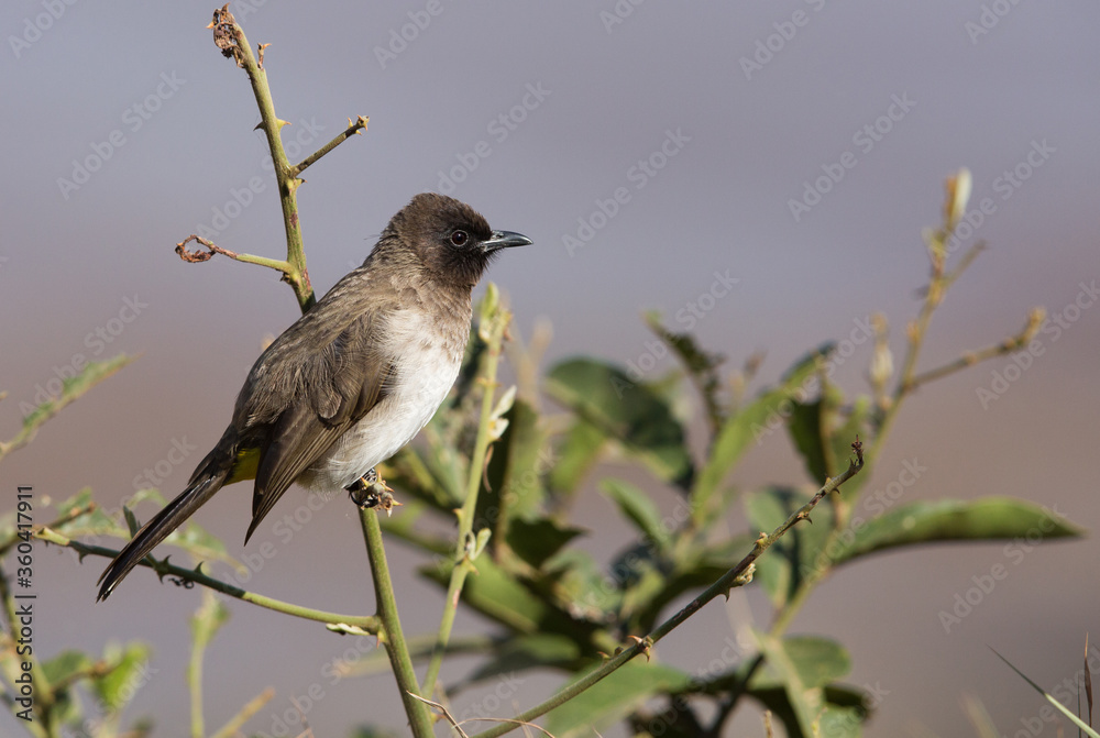 Fototapeta premium Common Bulbul perched on a bush, Masai Mara