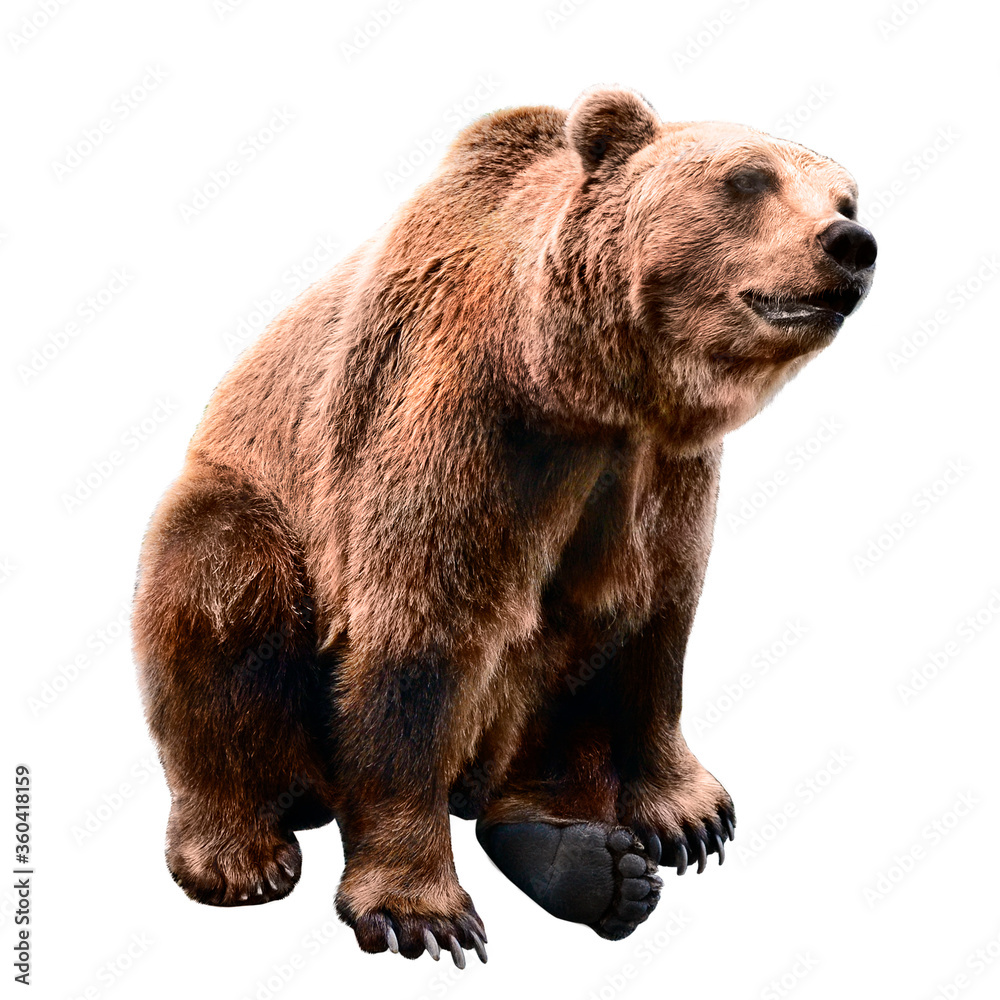 Fototapeta premium Brown bear sitting on a white background, isolated.