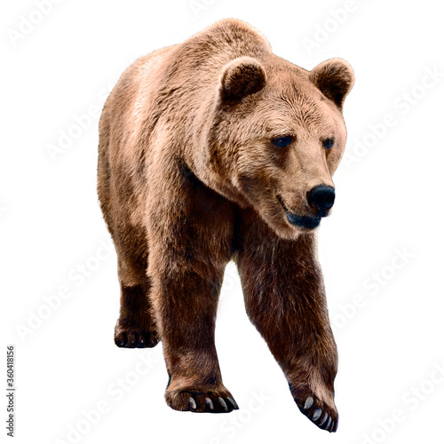 A brown bear stands on all fours and looks ahead, isolated against a white background. © per444inka