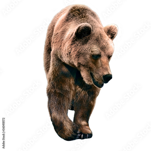 The brown bear stands on all fours and turns its head to the side. isolated on a white background.