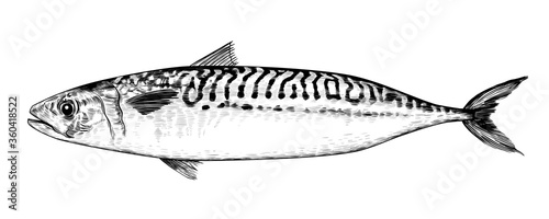 .Sketch of mackerel.  Hand-drawn image in the style of engraving. Isolated object on white background. Vector vintage  illustration.