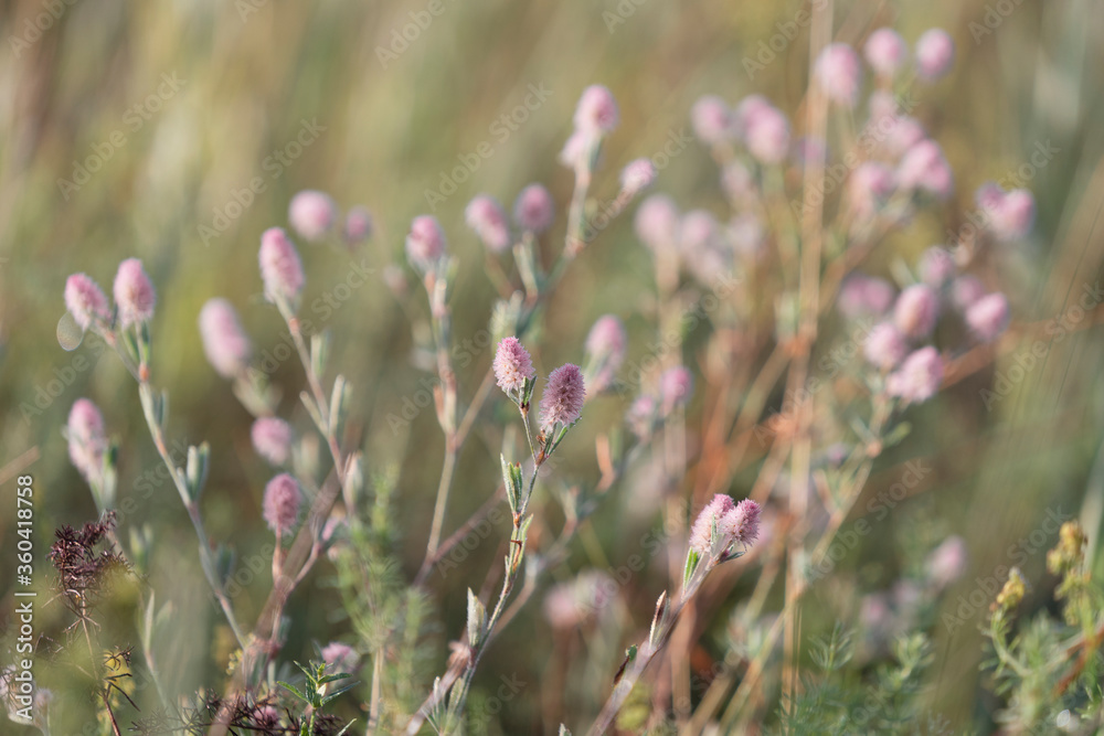 Obraz premium Trifolium arvense , commonly known as hare's-foot clover, rabbitfoot clover, stone clover or oldfield clover. Place for text.