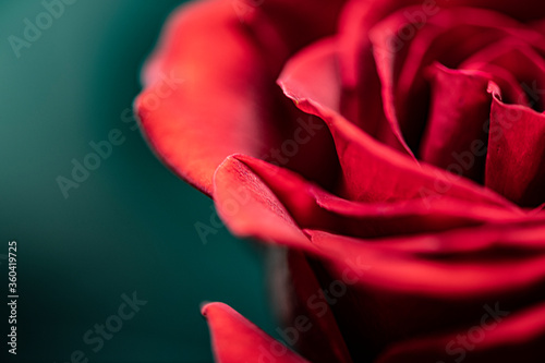 Aksamitna czerwona róża.