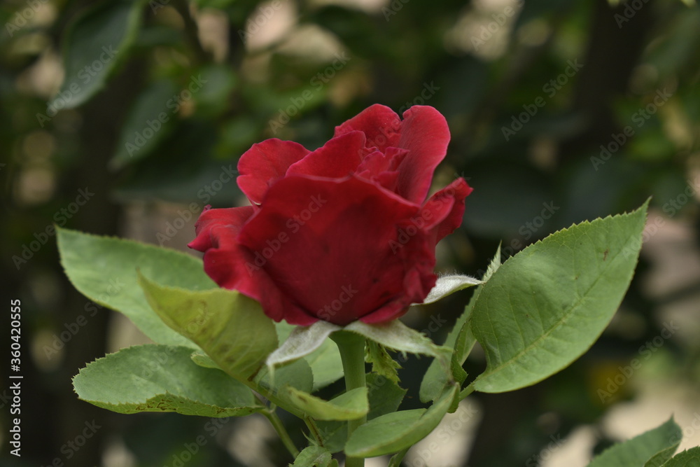 A closeup photograph of a flower plant at bloom time. A closeup photograph of a flower plant at bloom time.