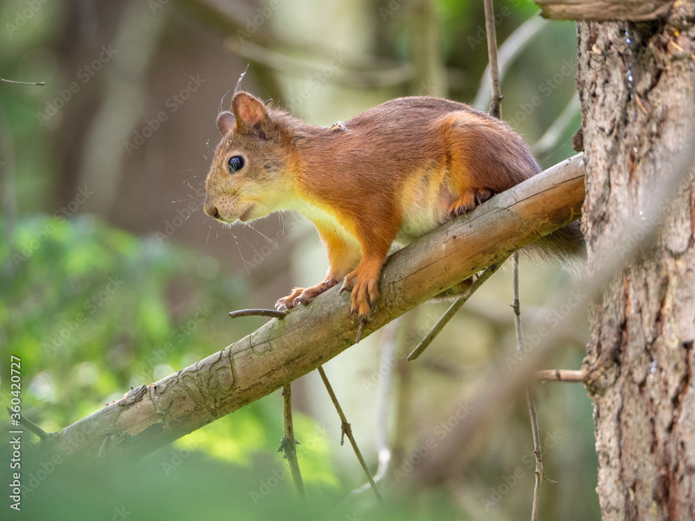 Red squirrel sits thoughtfully on a tree in the forest. Close-up. Red squirrel sits thoughtfully on a tree in the forest. Close-up.