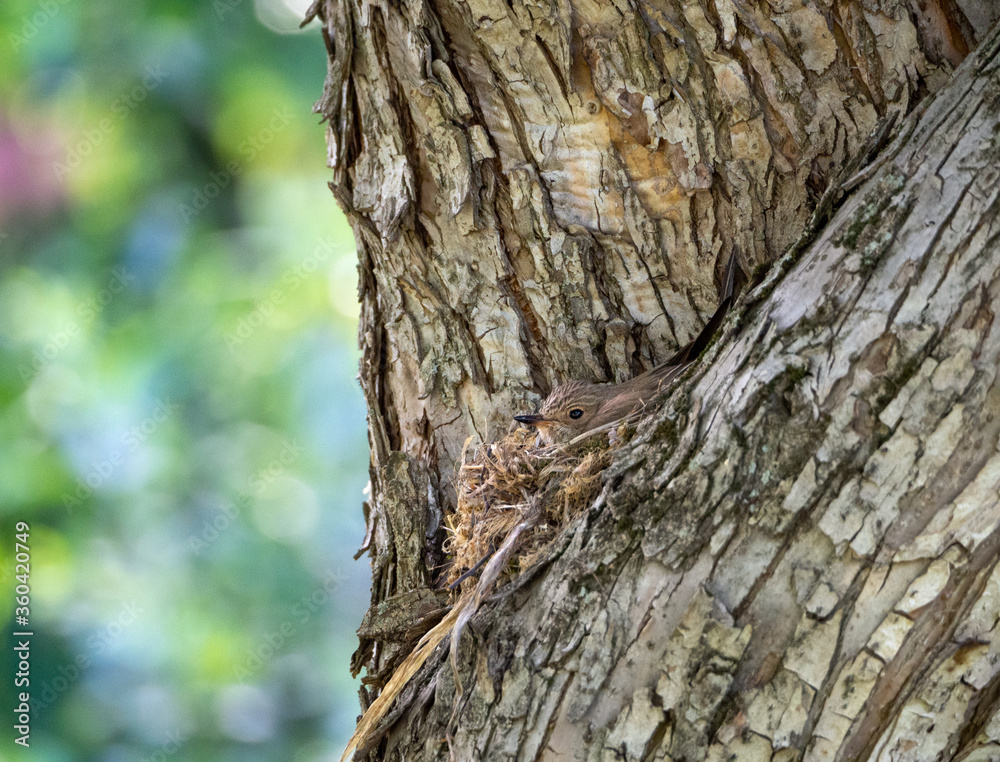 A gray flycatcher hatches chicks. The bird and the nest are the same color as the tree, they merge in color. Muscicapa striata. A gray flycatcher hatches chicks. The bird and the nest are the same color as the tree, they merge in color. Muscicapa striata.