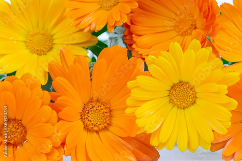 Calendula officinalis. Marigold flower with leaf isolated