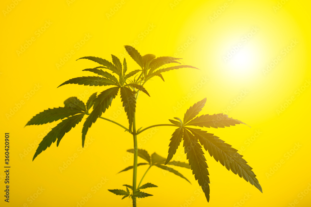 Beautiful cannabis or hemp bush on a background of yellow sunset sky.