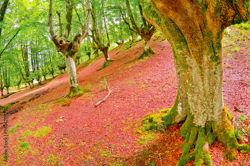Otzarreta Beech Forest, Gorbeia Natural Park, Bizkaia, Basque Country, Spain, Europe photo