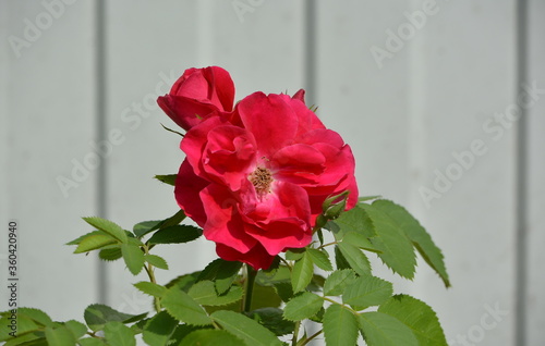 Wonderful view of a beautiful flower of the rose plant, on a green background in the garden of a country house close-up in summer