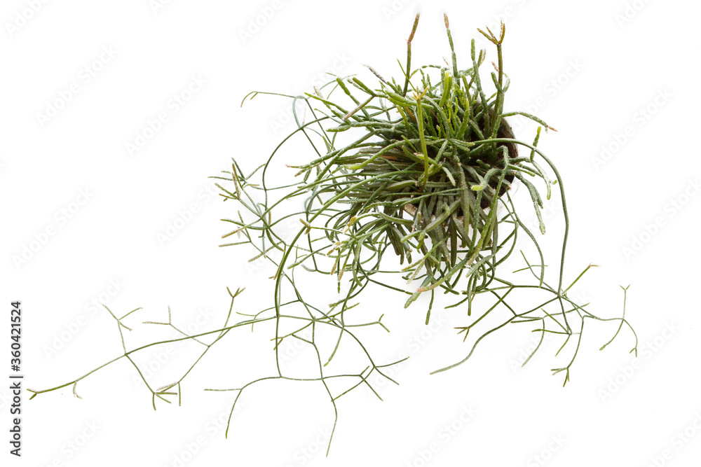 isolated top view close up shot of a potted mix of Rhipsalis Baccifera and Ewaldiana ampelous succulent plants, with stems creeping on a white background