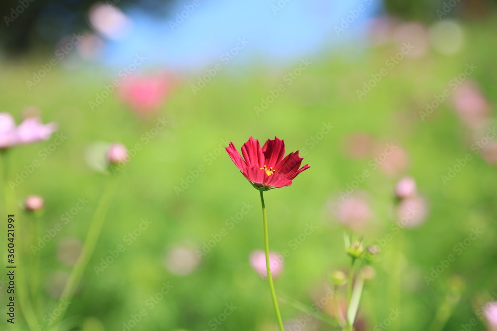 コスモス こすもす 秋桜 コスモスの花 こすもすの花 秋桜の花 コスモス こすもす 秋桜 コスモスの花 こすもすの花 秋桜の花