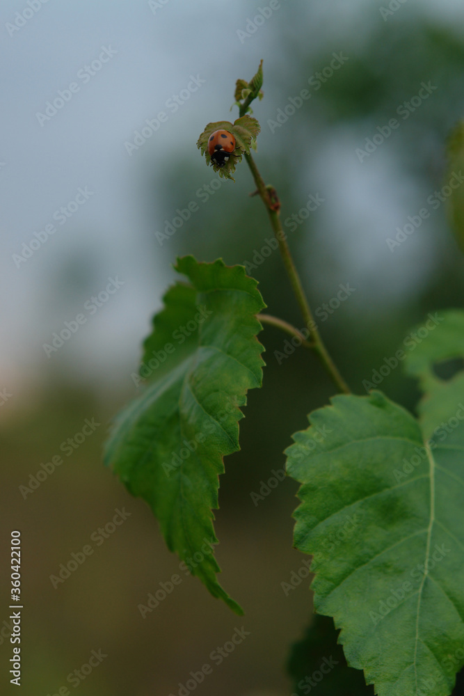 Fototapeta premium The seven-spot ladybird / seven-spotted ladybug (Coccinella septempunctata) on a young green birch leaf, selective focus, blurred background