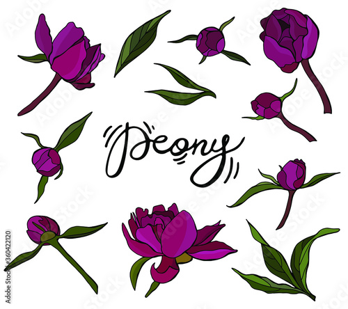 Set of flowers, leaves and buds of peonies. Lettering Peonies. White background, isolate.