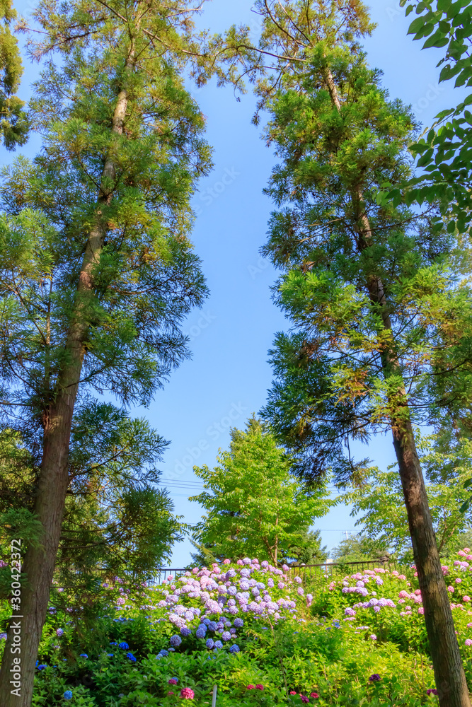 Obraz premium あじさい 高塔山公園 福岡県北九州市 Hydrangea Takatoyama park Fukuoka-ken Kitakyusyu city