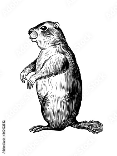 
Groundhog Day. Sketch standing groundhog.  Vector vintage illustration. Engraved style elements.