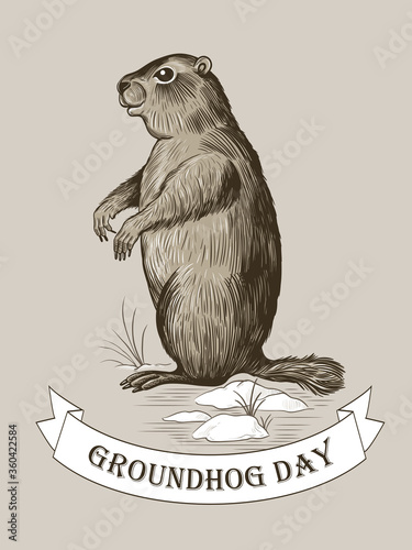 
Groundhog Day. Sketch groundhog, snow, young grass and a banner banner with the inscription.Vector vintage illustration. Engraved style elements . 
