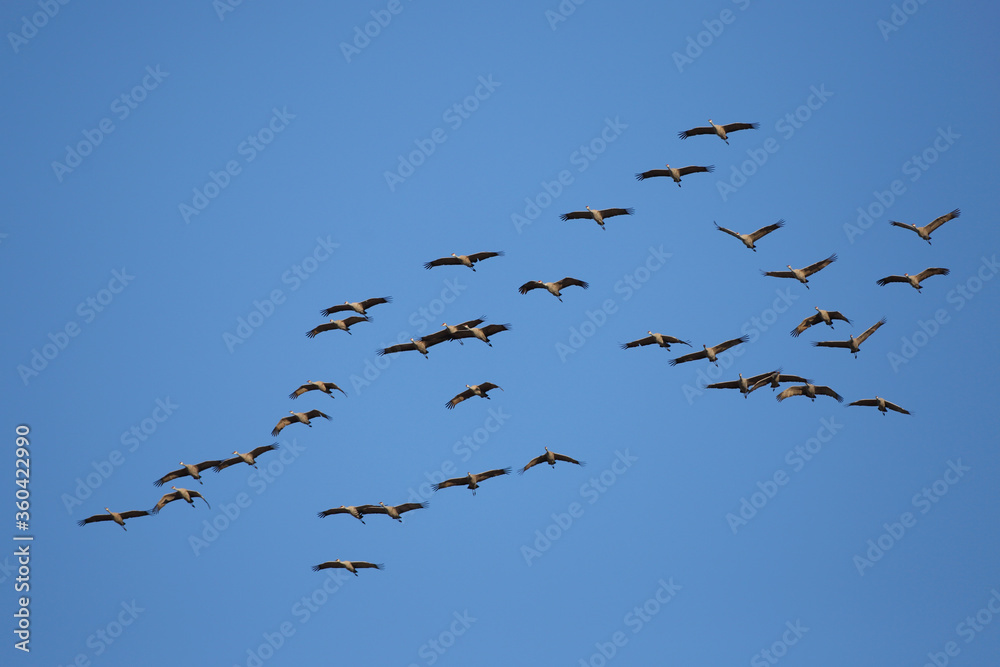 Fototapeta premium Large flock of Cranes in flight on a blue sky.