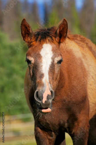 Curious Arabian Filly making a funny face. © rima15