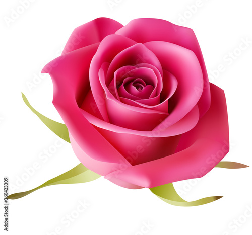 Decorative realistic pink rose isolated on white. Vector illustration