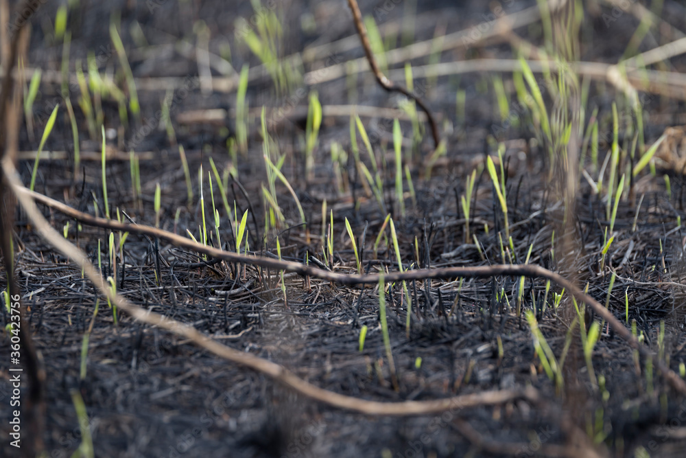 Fototapeta premium Burned-out young grass. Charred, fertile land. After a forest fire. Young shoots of plants. Consequences of global warming. Fire in nature.