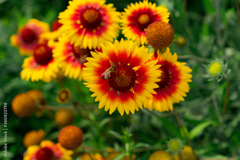 Winged bee slowly flies to the plant, collect nectar for honey on private apiary from flower. Sweet flower in honeyed bee honey (Gaillardia Pulchella) Winged bee slowly flies to the plant, collect nectar for honey on private apiary from flower. Sweet flower in honeyed bee honey (Gaillardia Pulchella)