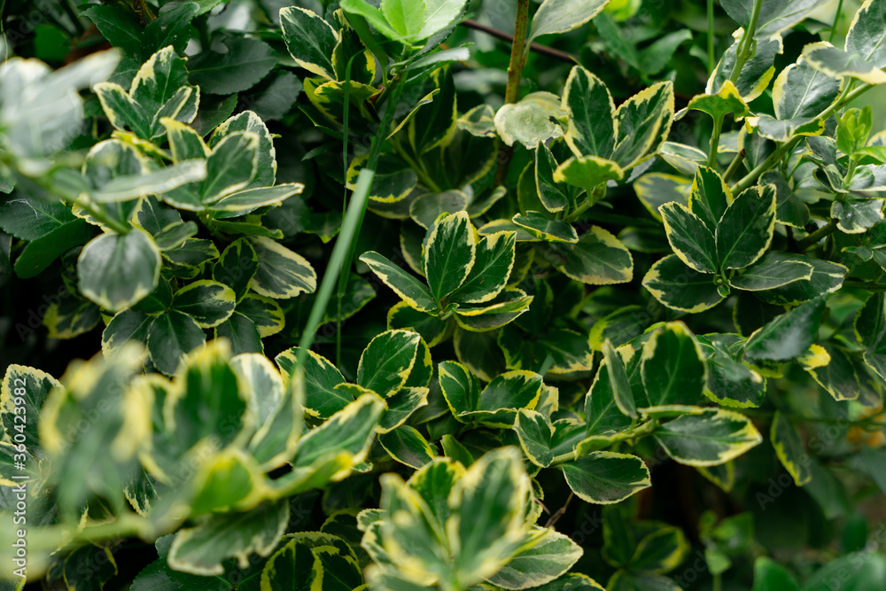 Texture of a houseplant. Idea for decor and interior decoration. selective focus Texture of a houseplant. Idea for decor and interior decoration. selective focus