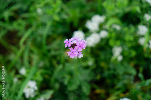 Lantana is a species of lantana. Summer flowers