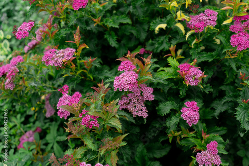 A telltale sign of summer. Hydrangea blossom on sunny day. Blossoming flowers in summer garden. Flowering hortensia plant. Pink hydrangea in full bloom. Showy flowers in summer.