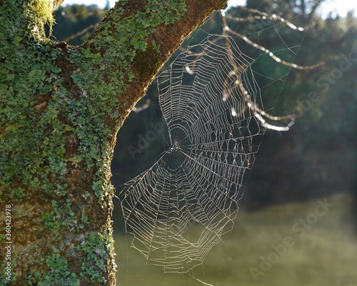 Gigantic spider webs  photo