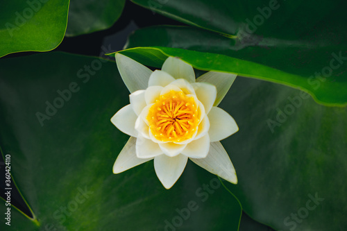 Nymphaea lotus, the white Egyptian lotus, tiger lotus, white lotus or Egyptian white water-lily, is a flowering plant of the family Nymphaeaceae.